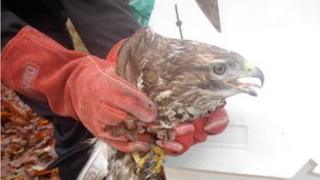 Rescued buzzard