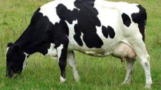 A cow