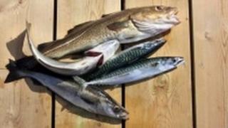 Fish - generic