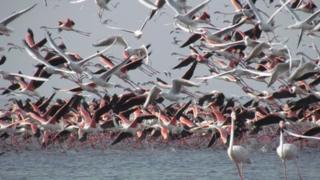 Flamingos in Gujarat