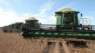 Collecting soya