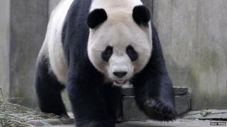 Panda walking