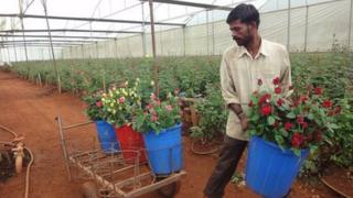 Rose farm in Doddaballapur