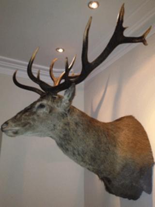 Hartnoll Hotel's mounted stag's head