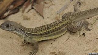 Self cloning lizard