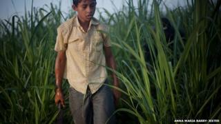 Boy in sugar cane fields, Nicaragua