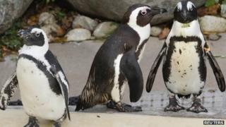 Toronto Zoo penguins Buddy (centre) and Pedro (right) with female penguin (left) 8 November 2011