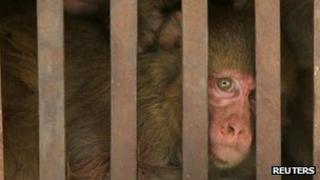 File photo of Indian monkey