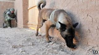 Nato soldier in Afghanistan with dog specially trained to locate improvised explosive devices