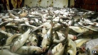 fish