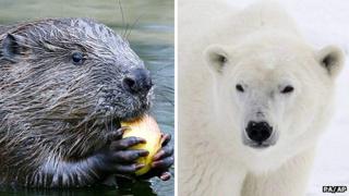 Montage image (L) Beaver and (R) a polar bear