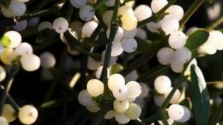 English mistletoe is 'still under threat' - BBC News