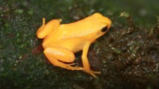 Golden mantella frog