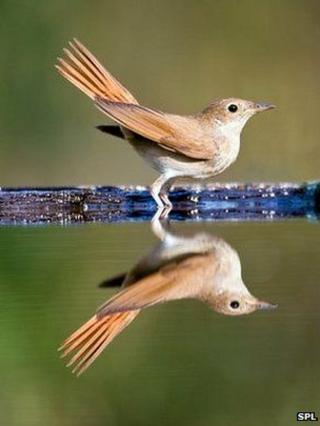 Nightingale