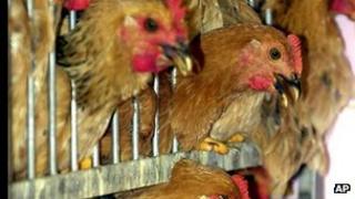 Chickens wait to be culled in Hong Kong in 2001