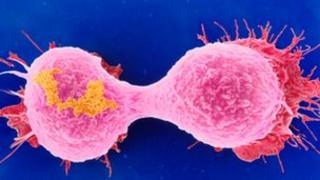 Cell canser yn rhannu