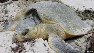 Crwban Môr Kemp's ridley