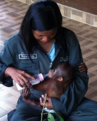 Роза заботится о маленьком орангутане Элейн в святилище Самбоджа Лестари в Восточном Калимантане.