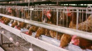 Battery hens