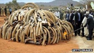 Президент Кибаки поджигает запас слоновой кости