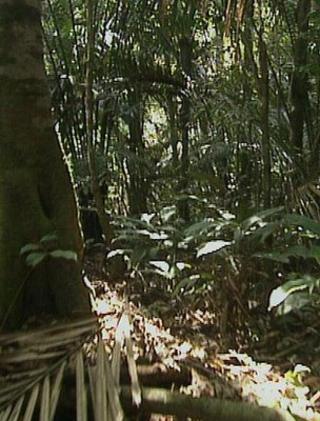 Тропический лес (Фото: BBC)