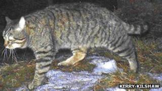 Scottish wildcat. Pic: Kerry Kilshaw/WildCRU/SNH
