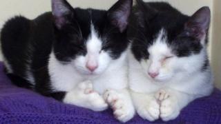 Ned and Fred the polydactyl kittens
