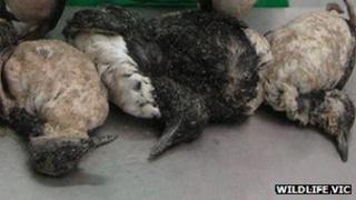 Dead auks (pic: Wildlife VIC)