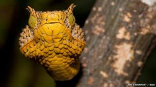 Matilda's horned viper