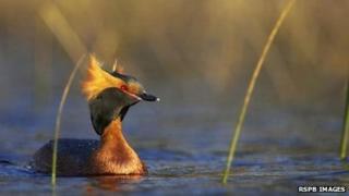 Slavonian grebe. Image: RSPB