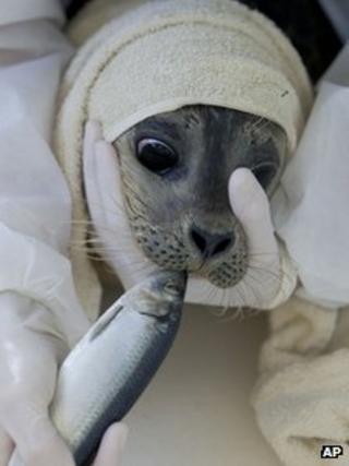 A seal at Lenie't Hart creche in Pieterburen (12 Jan 2012)