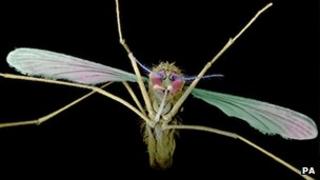 Mosquito
