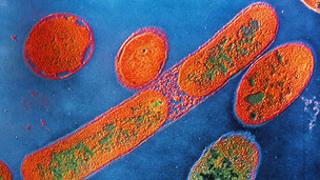 Бактерия Psedomonas aeruginosa