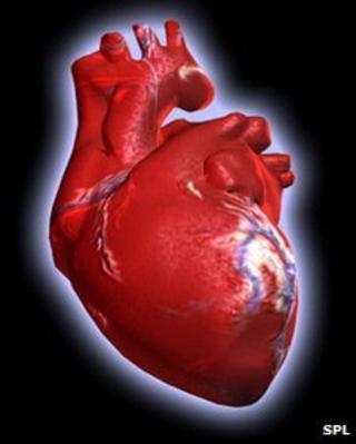 Heart muscle