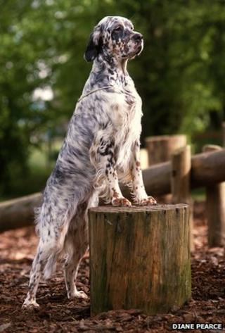 English setter (Diane Pearce)