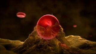 Formation of a red blood cell