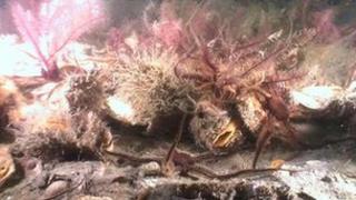 horse mussels