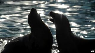 Sea lions (file photo)
