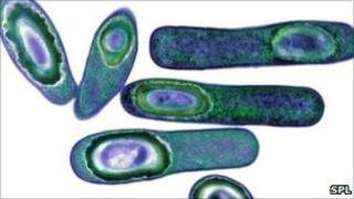 Dealbh meidigeach de C.diff