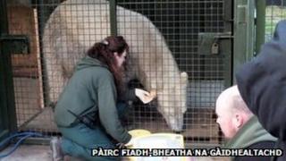Cuideam Walker Dealbh: HWP