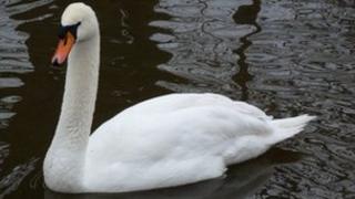 Swan at Pells Pond, Lewes