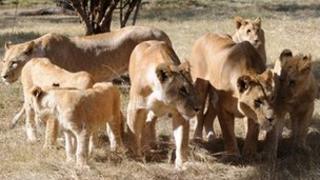 Lions in a South Africa game park (Archive shot - 2010)