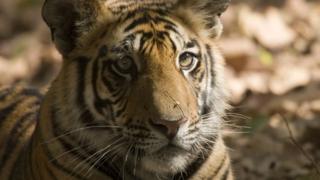 A tiger in the wild in India