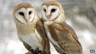 Barn owls