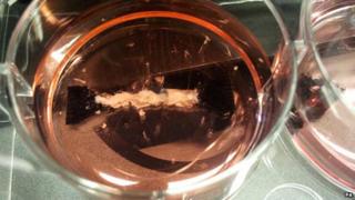 Scientists are trying to grow meat in a lab.