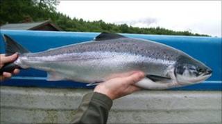 Liathag