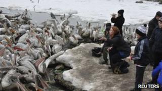 People watch Dalmatian pelicans as they gather in the water area of the Caspian Sea port in Makhachkala
