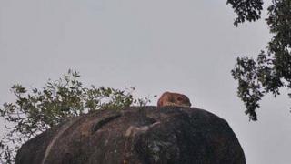 leopard on rock in Yala national park