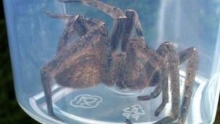 Wandering spider