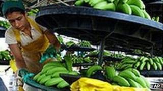 Costa Rican banana worker